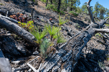Fototapeta premium La Palma: forested hillside with uneven terrain, featuring fallen trees, young pine trees with green needles, reddish succulent plants.