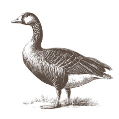 Detailed Vintage Engraving of a Goose Standing on Grass