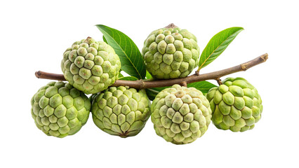 Obraz premium Close up shot of several ripe custard apples on a tree branch