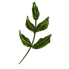 Illustration of green leaves for bouquet