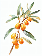 Hippophae berries watercolor. Branch Hippophae berries with green leaves. Hippophae berries, AI Generated