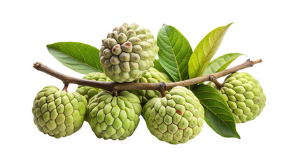 Fresh Custard Apples on a Branch with Leaves in a Studio Setting