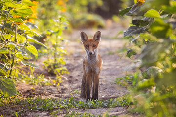 Close-up of a cute red fox standing on the ground and looking directly at the camera lens in a...