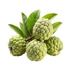 Closeup of Several Fresh Green Sugar Apples with Vibrant Green Leaves