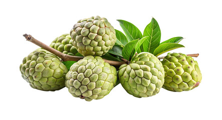 Fototapeta premium Beautiful shot of fresh Sugar Apples, also known as Custard Apples, on a branch