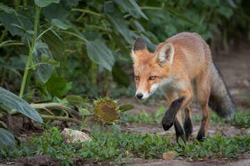 A young red fox walks toward the camera lens along a soil path between green plants.