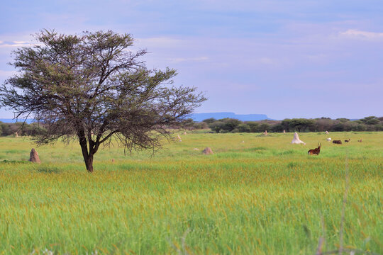 African bush savannah, Namibia