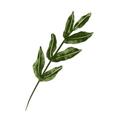 Illustration of green tea leaves