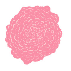 Illustration of pink rose flower