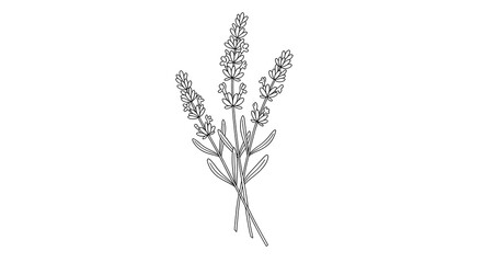 Black and white line drawing of lavender sprigs © Azka