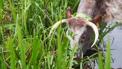 A longhorn cow drinks at a stream