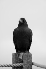 Black and White Portrait of a Crow on a Wooden Post