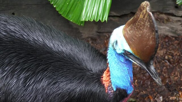 The prehistoric-looking bird&rsquo;s vibrant features and distinctive casque are clearly visible. Close Up High Angle of Cassowary Bird Looking Around and Pecking.