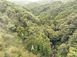 trees in the mountains