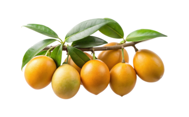 Fresh golden Marian plums on a branch with leaves against white background