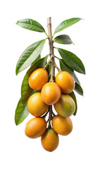 Cluster of ambarella fruit hanging from a branch with green leaves