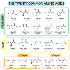 The Twenty Common Amino Acids: Nonpolar, Polar, and Charged Classification. Biochemistry and Molecular Biology, Amino Acid Structures Diagram