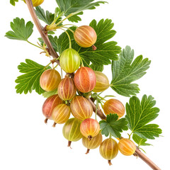 Gooseberries on a branch isolated on transparent background