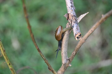Tanychlamys indica or horntail snail. It is a species of air breathing land snail, a terrestrial pulmonate gastropod mollusk, in the family Ariophantidae. Land snail.