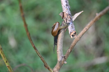 Tanychlamys indica or horntail snail. It is a species of air breathing land snail, a terrestrial pulmonate gastropod mollusk, in the family Ariophantidae. Land snail.
