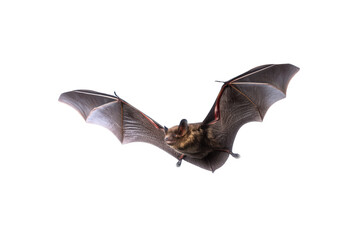 Fototapeta premium Halloween bat flying isolated on transparent background