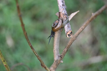 Tanychlamys indica or horntail snail. It is a species of air breathing land snail, a terrestrial pulmonate gastropod mollusk, in the family Ariophantidae. Land snail.