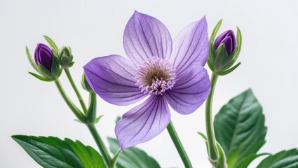 Purple flower with green leaves and buds in bloom.