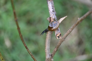 Tanychlamys indica or horntail snail. It is a species of air breathing land snail, a terrestrial pulmonate gastropod mollusk, in the family Ariophantidae. Land snail.