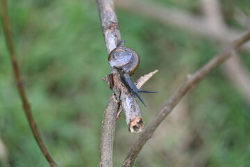 Tanychlamys indica or horntail snail. It is a species of air breathing land snail, a terrestrial pulmonate gastropod mollusk, in the family Ariophantidae. Land snail.