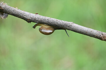 Tanychlamys indica or horntail snail. It is a species of air breathing land snail, a terrestrial pulmonate gastropod mollusk, in the family Ariophantidae. Land snail.