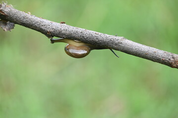 Tanychlamys indica or horntail snail. It is a species of air breathing land snail, a terrestrial pulmonate gastropod mollusk, in the family Ariophantidae. Land snail.