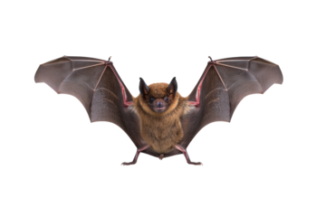 Spooky bat flying isolated on transparent background