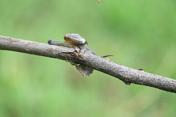 Tanychlamys indica or horntail snail. It is a species of air breathing land snail, a terrestrial pulmonate gastropod mollusk, in the family Ariophantidae. Land snail.
