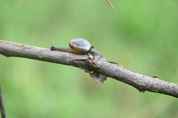 Tanychlamys indica or horntail snail. It is a species of air breathing land snail, a terrestrial pulmonate gastropod mollusk, in the family Ariophantidae. Land snail.