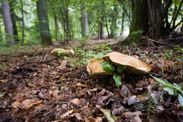 Fototapeta premium Large boletus mushrooms, mushroom picking 