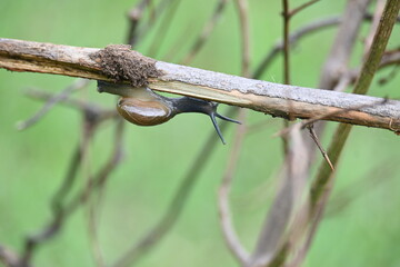 Tanychlamys indica or horntail snail. It is a species of air breathing land snail, a terrestrial pulmonate gastropod mollusk, in the family Ariophantidae. Land snail.