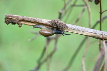 Tanychlamys indica or horntail snail. It is a species of air breathing land snail, a terrestrial pulmonate gastropod mollusk, in the family Ariophantidae. Land snail.