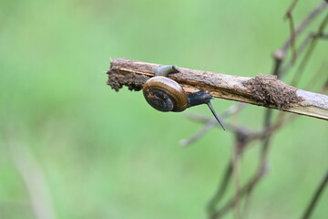 Tanychlamys indica or horntail snail. It is a species of air breathing land snail, a terrestrial pulmonate gastropod mollusk, in the family Ariophantidae. Land snail.