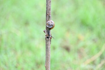 Tanychlamys indica or horntail snail. It is a species of air breathing land snail, a terrestrial pulmonate gastropod mollusk, in the family Ariophantidae. Land snail.