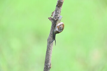 Tanychlamys indica or horntail snail. It is a species of air breathing land snail, a terrestrial pulmonate gastropod mollusk, in the family Ariophantidae. Land snail.