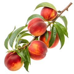 Fresh peaches on a branch isolated on transparent background