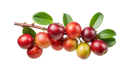 Fresh ripe colorful plums hanging from a branch with green leaves isolated