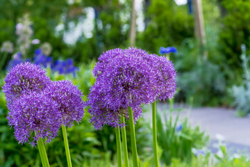 Fioletowe kwiaty czosnku ozdobnego (Allium), są w pełnym rozkwicie. Kuliste kwiatostany składają się z licznych, drobnych, gwiaździstych kwiatostanów, tworzących gęste skupiska .