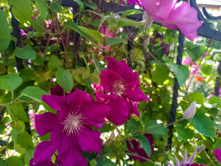 Piękne fioletowe kwiaty pnącza, przypominającego powojnik (Clematis spp.), na ogrodzeniu wiejskiego domu, osłaniają metalowy płot. Kwiaty mają liczne płatki z jasnymi środkami. © Grzegorz