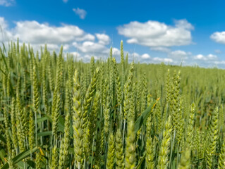 Pole młodej pszenicy (Triticum aestivum) w pogodny, wiosenny dzień rozciąga się przez krajobraz, z wysokimi, zielonymi łodygami zwieńczonymi rozwijającymi się kłosami. Pod jasnoniebieskim niebem . © Grzegorz