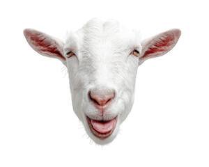 Obraz premium Goat head silly smile tongue out animal white isolated background white goat head with silly smile and tongue out isolated on transparency background showing playful and humorous animal expression