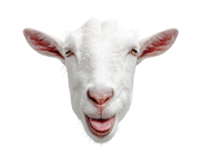Goat head silly smile tongue out animal white isolated background white goat head with silly smile and tongue out isolated on transparency background showing playful and humorous animal expression