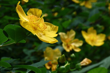 金色に輝く梅の花