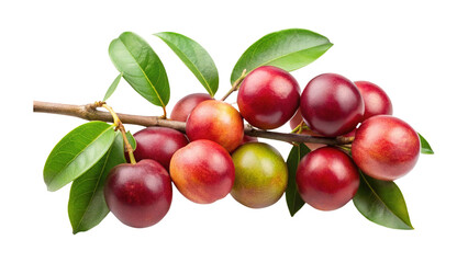 Fresh ripe Nanking cherry branch with glossy fruits and vibrant green leaves