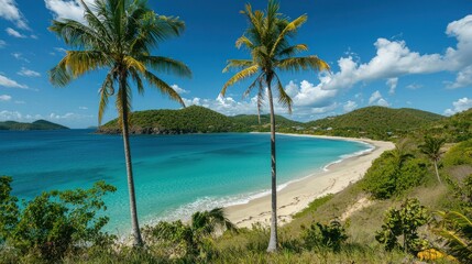 Fototapeta premium A tropical beach with palm trees and clear blue water